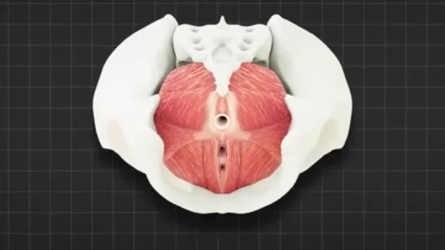 LunaBell product display