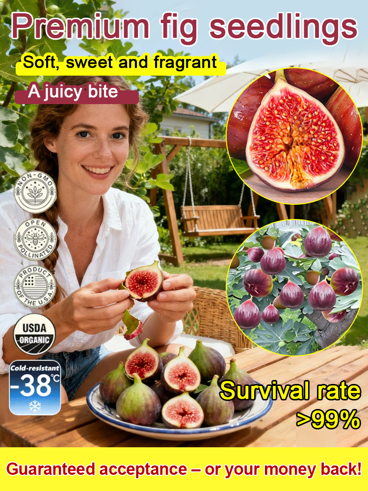 😋 Bursting with juice in every bite, sweet and soft! Imported fig seedlings, achieving "fig freedom"!