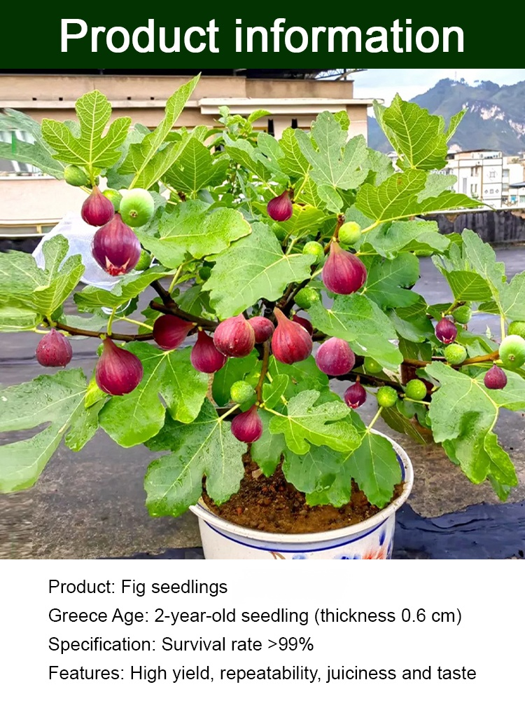 😋 Bursting with juice in every bite, sweet and soft! Imported fig seedlings, achieving "fig freedom"!