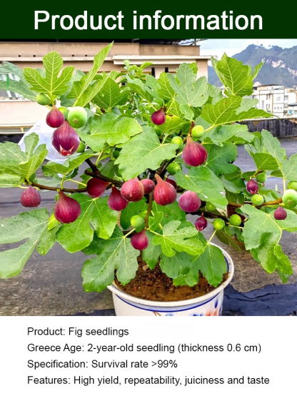 😋 Bursting with juice in every bite, sweet and soft! Imported fig seedlings, achieving "fig freedom"!