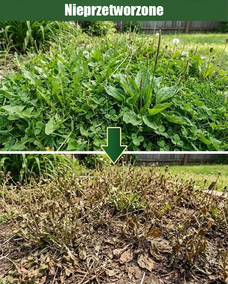 翻译件-SL-除草烂根剂-1349739-系统-(1)_11.jpg