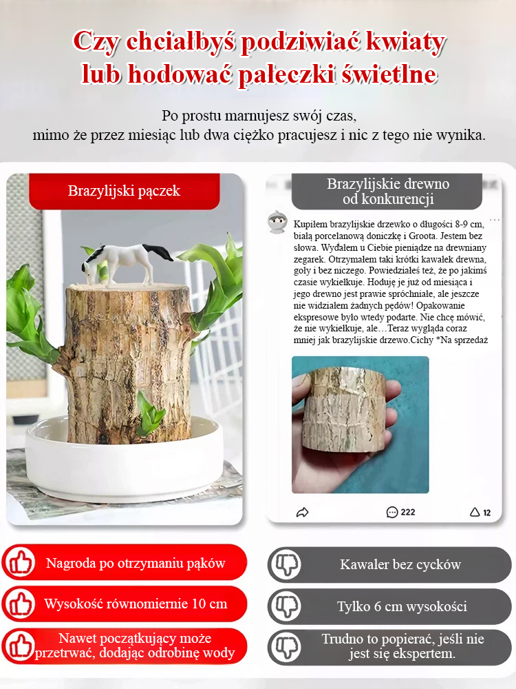 【Gdy napotka wodę, ożywa】Czteropory roku kwitnąca hydroponiczna brazylijska szczęśliwa roślina🪴