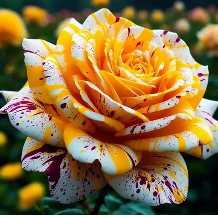 Nasiona róży wielogłowej plamistej