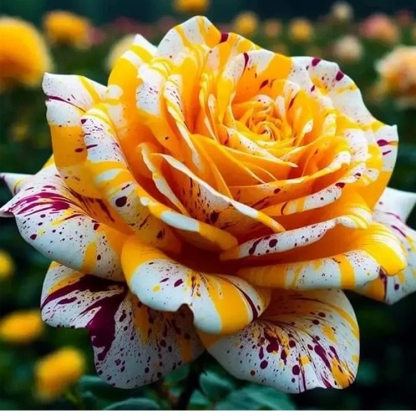 Nasiona róży wielogłowej plamistej