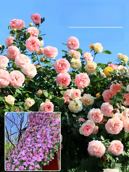 Nasiona róży pnącej