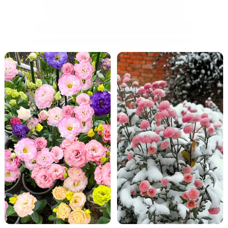 Nasiona lisianthusa premium