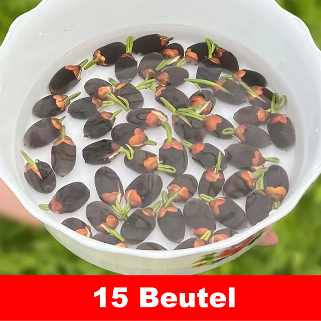 【Normale Blüte bis -20℃ möglich】Winter-Zierlotussamen für die Hydrokultur