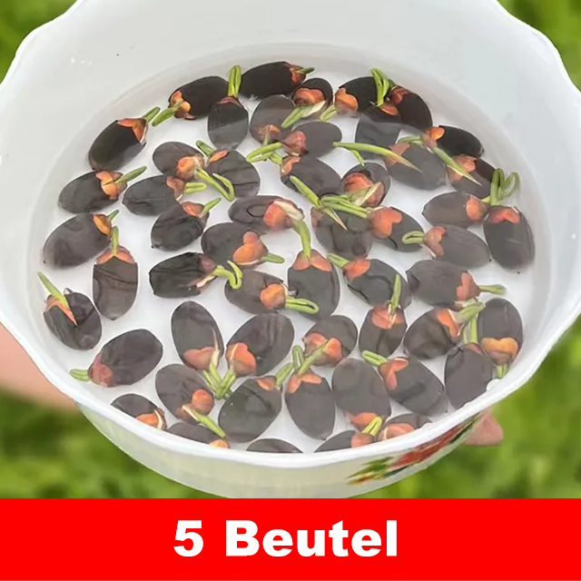 【Normale Blüte bis -20℃ möglich】Winter-Zierlotussamen für die Hydrokultur