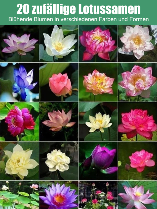 【Normale Blüte bis -20℃ möglich】Winter-Zierlotussamen für die Hydrokultur