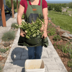 Hands-Free Quick-Release Gardening Apron