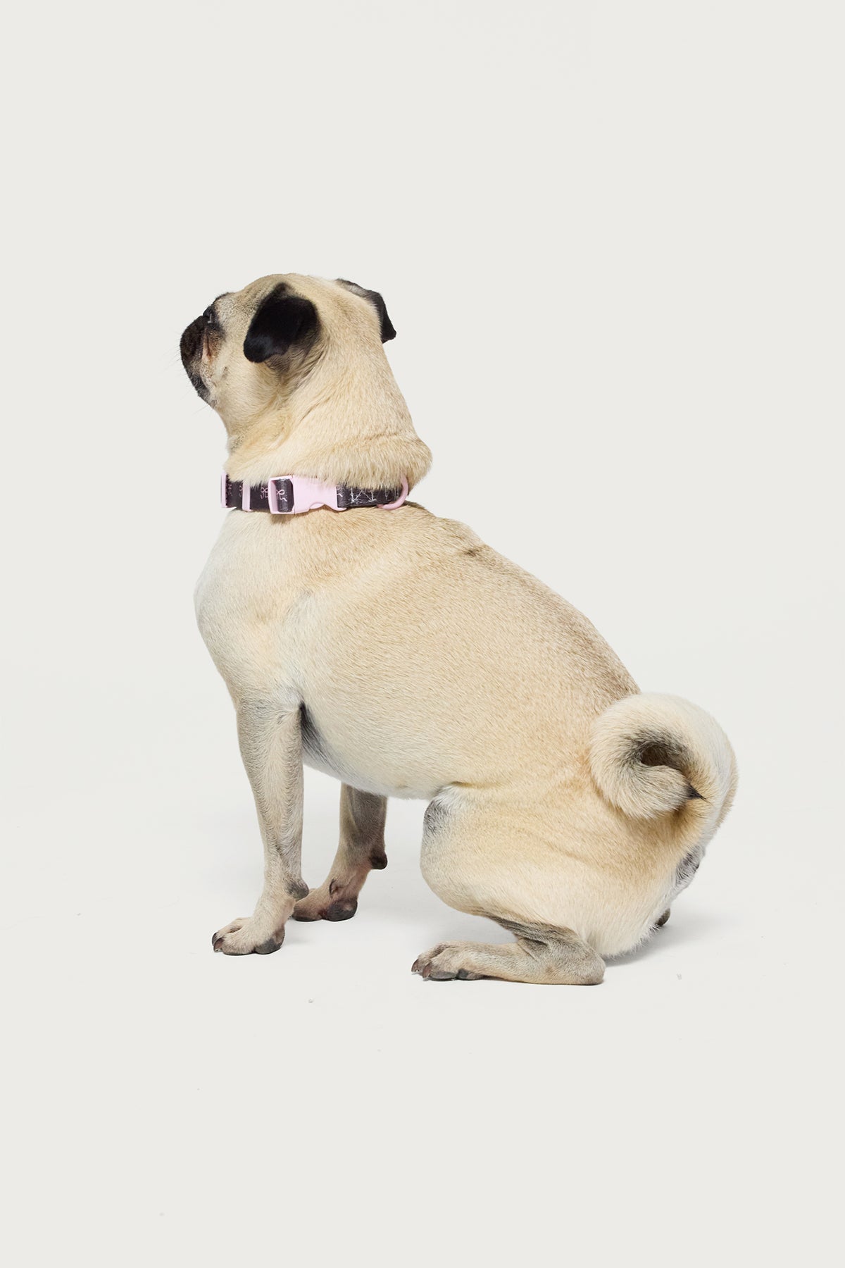 Bonney Bow Pet Collar-Juice Dress