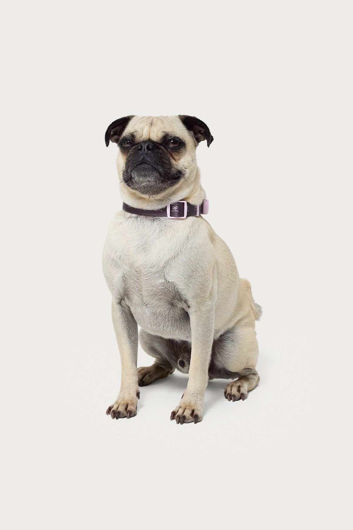 Bonney Bow Pet Collar-Juice Dress