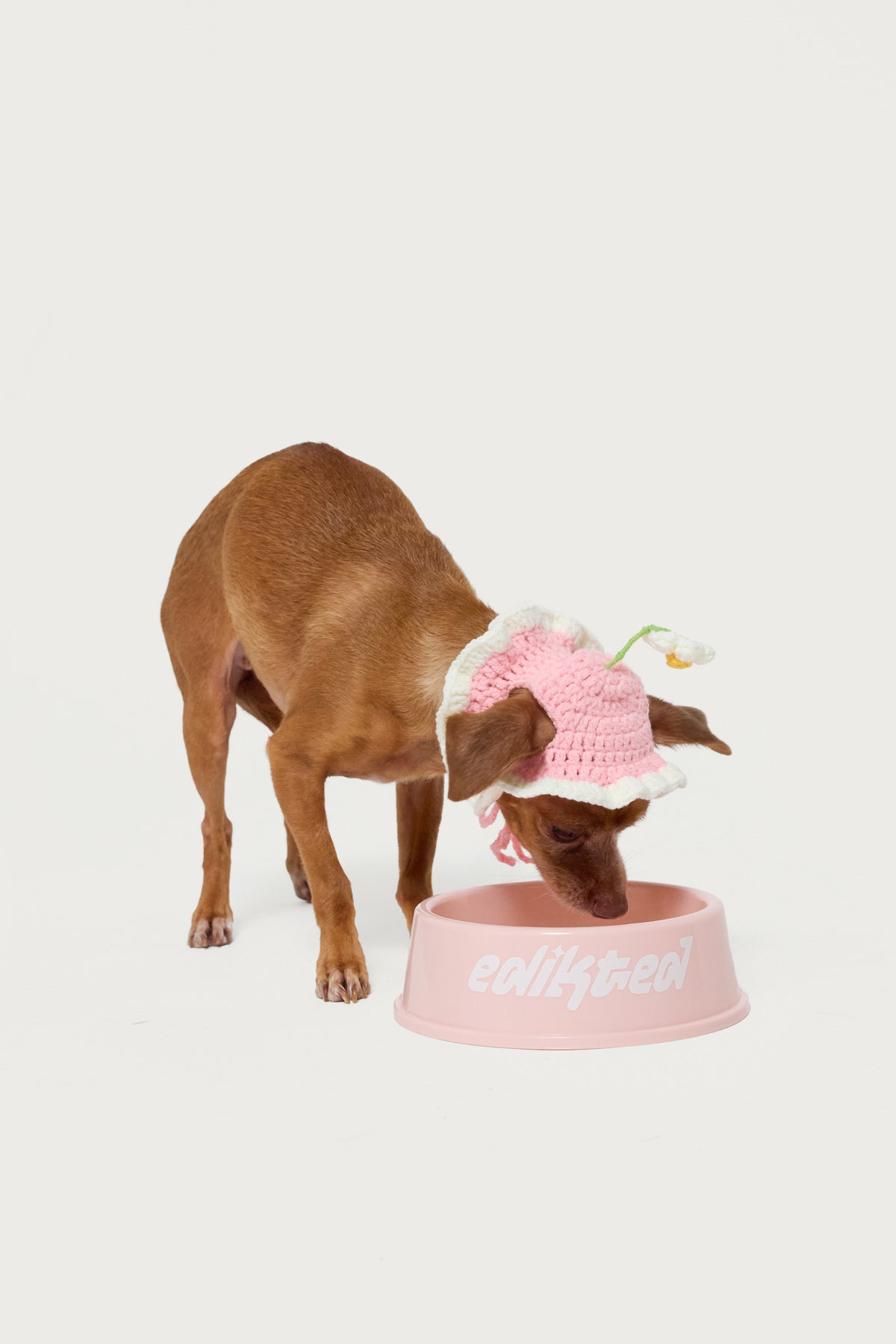 Bone Appetit Pet Bowl-Juice Dress