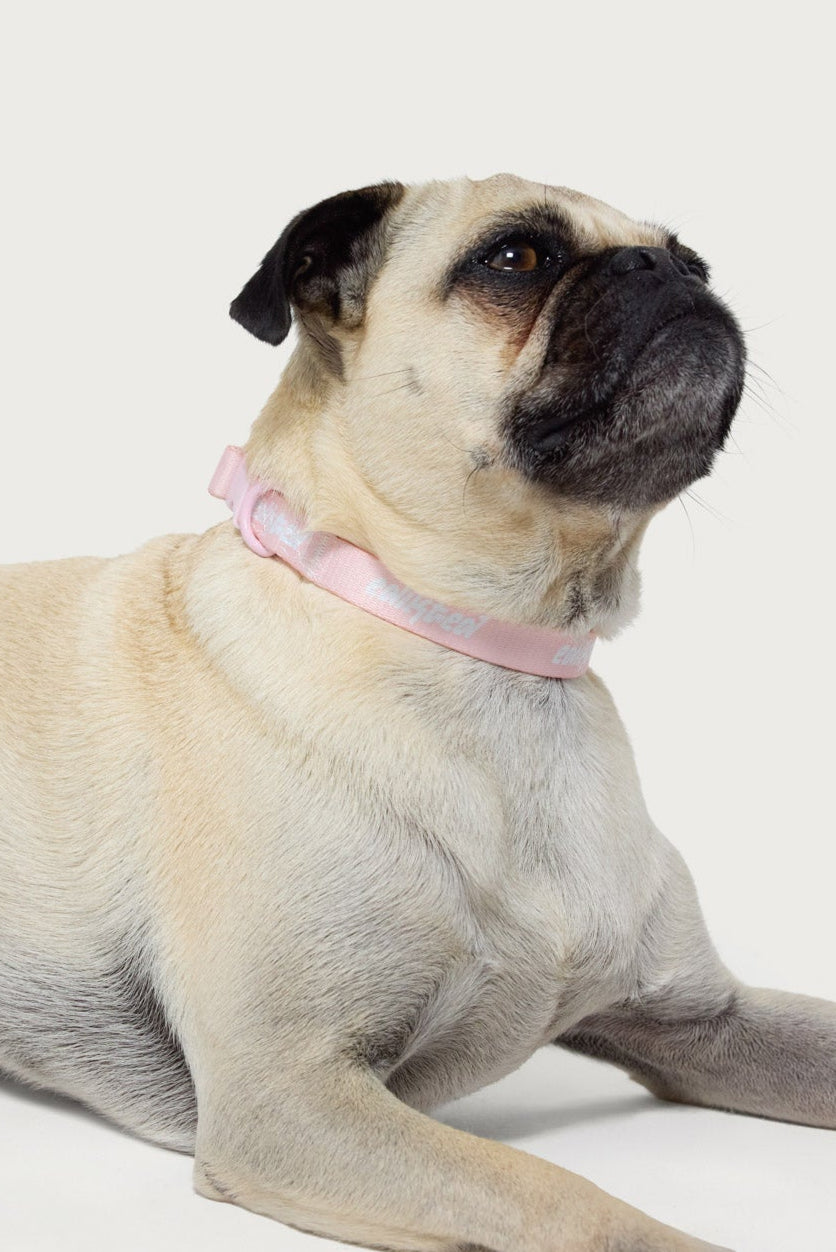 Juice Dress Pet Collar-Juice Dress