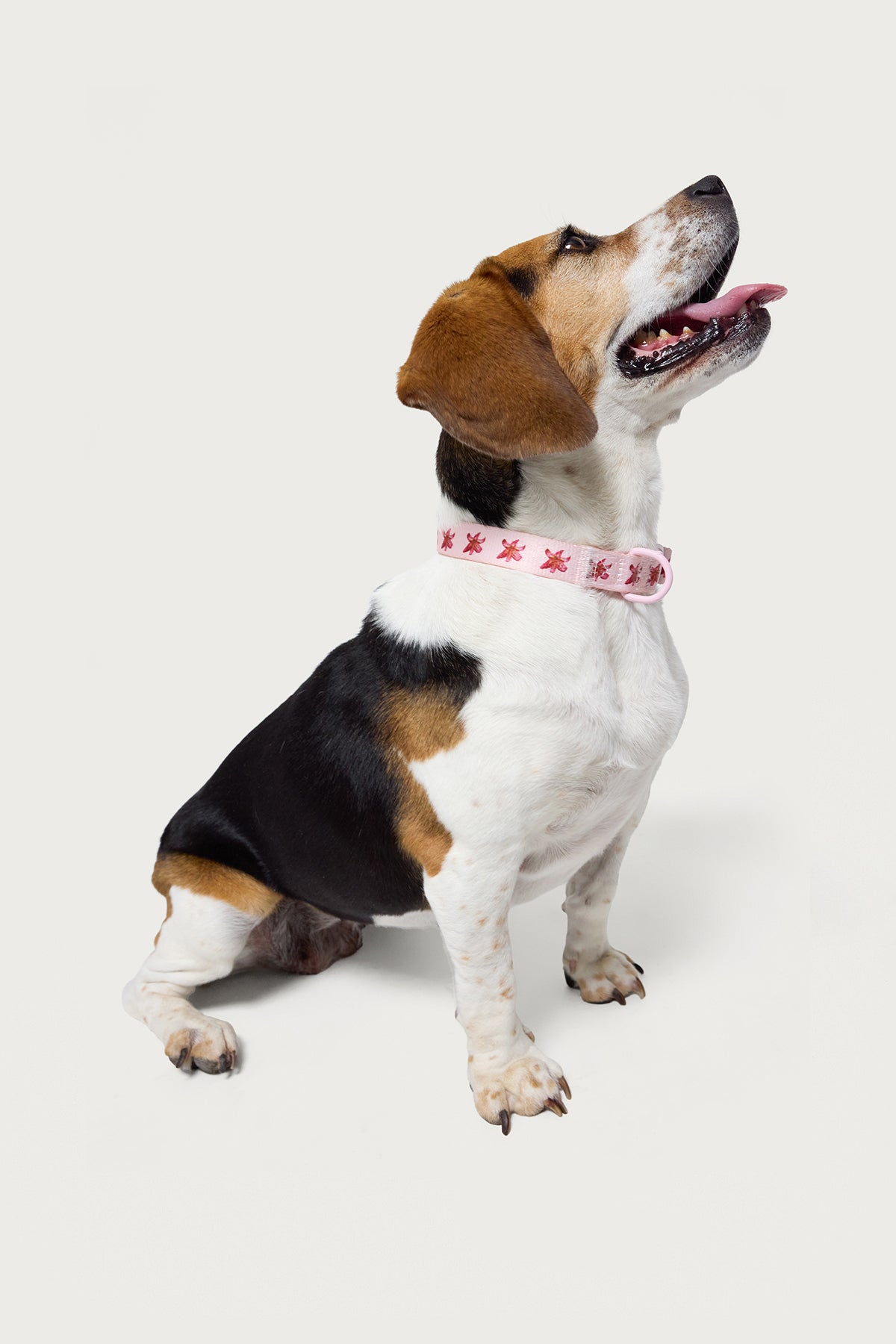 Daylily Pet Collar-Juice Dress