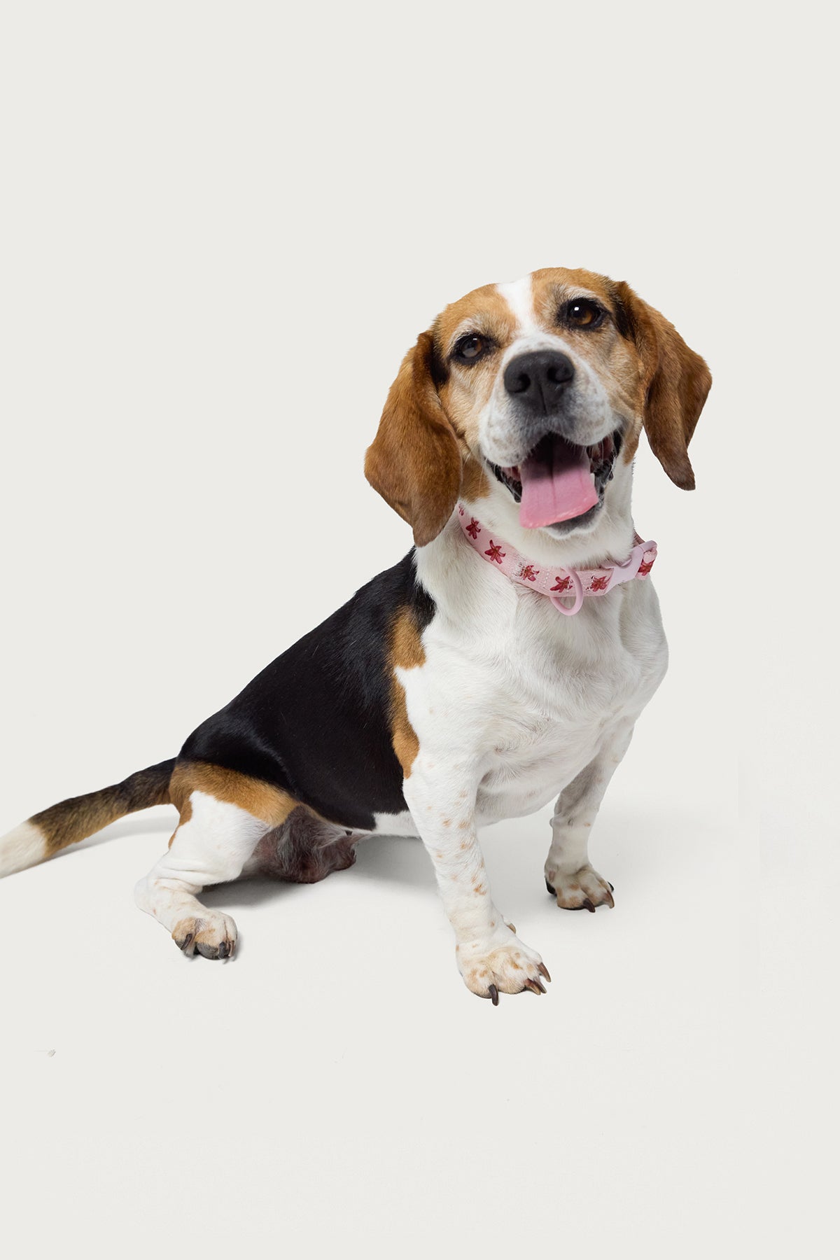 Daylily Pet Collar-Juice Dress