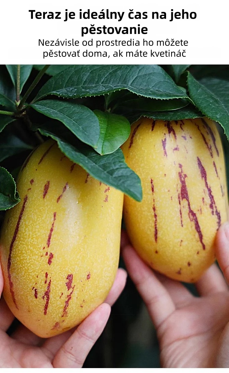 🎁 30% отстъпка 🍐🍐 Семена от пепино (крушов пъпеш)