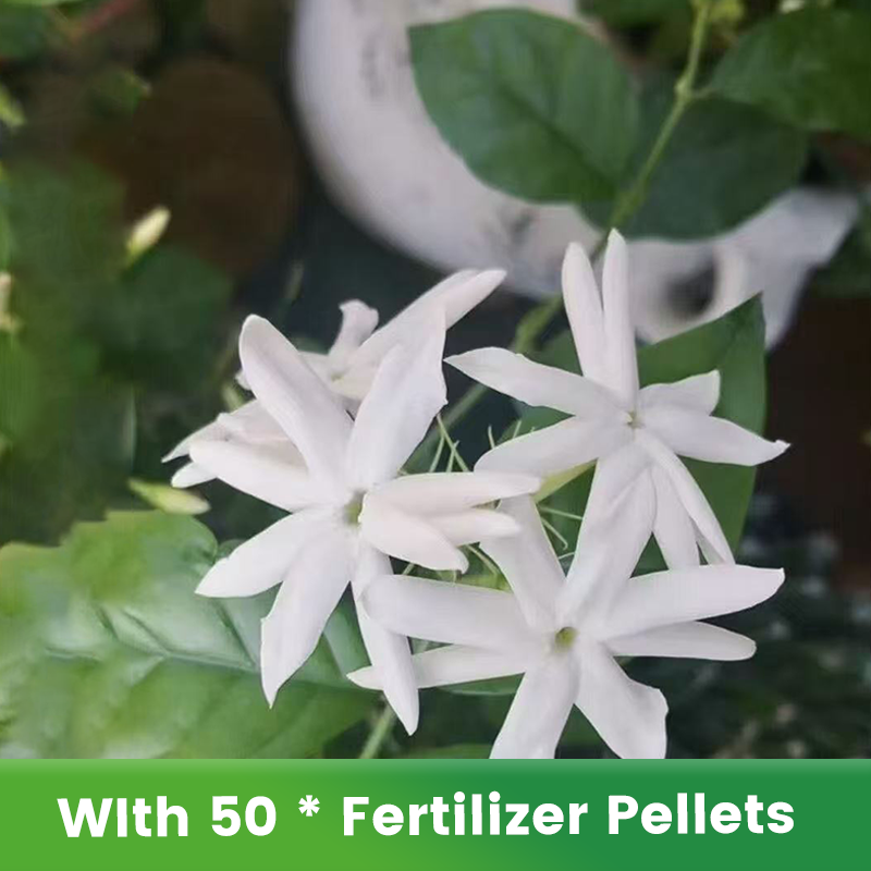 🌱Ароматни и лесни за отглеждане семена от жасмин с тор