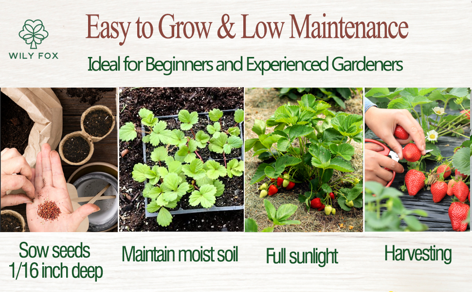 Red Strawberry seeds