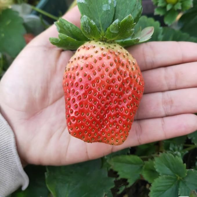 🍓 Dědičná semena jahod bez GMO ｜ Sladké a šťavnaté · Vysoký a stabilní výnos ｜ Vhodné pro balkon a zahradu