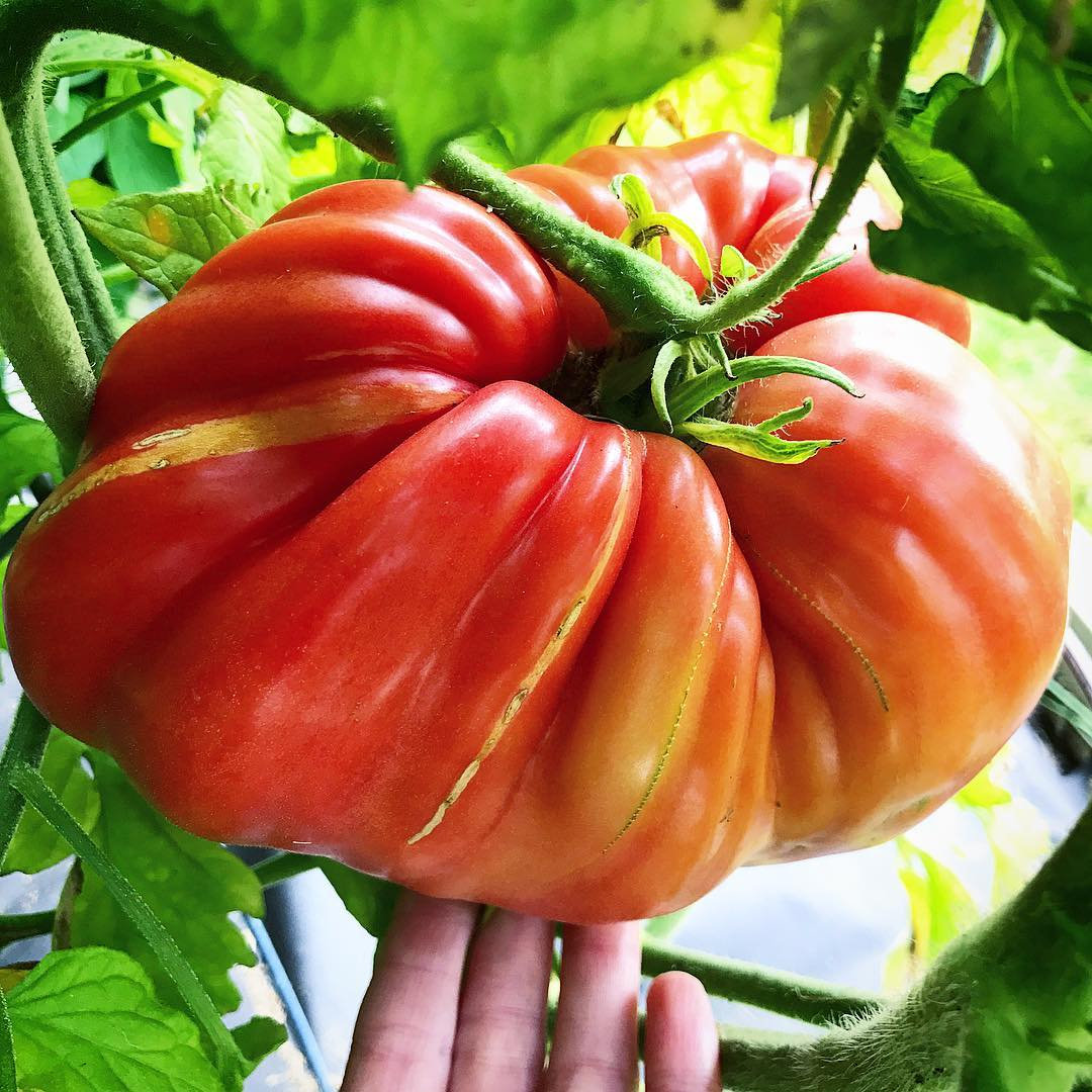🍅🍅Gigantická chutná rajče / Jednotlivý plod až 2 kg