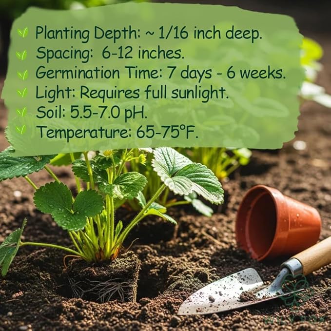 🍓 Dědičná semena jahod bez GMO ｜ Sladké a šťavnaté · Vysoký a stabilní výnos ｜ Vhodné pro balkon a zahradu