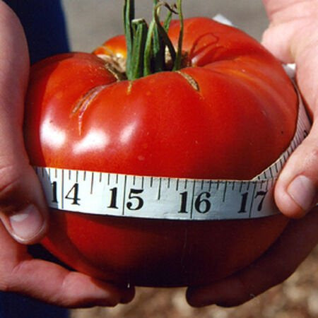 🍅🍅Gigantická chutná rajče / Jednotlivý plod až 2 kg