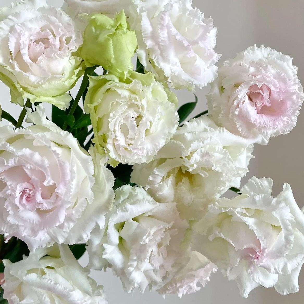🔥 Последен ден разпродажба – Семена от Лизиантус (Eustoma) 🌸 Елегантни цветове като рози | Лесни за отглеждане и ниска поддръжка 🌺