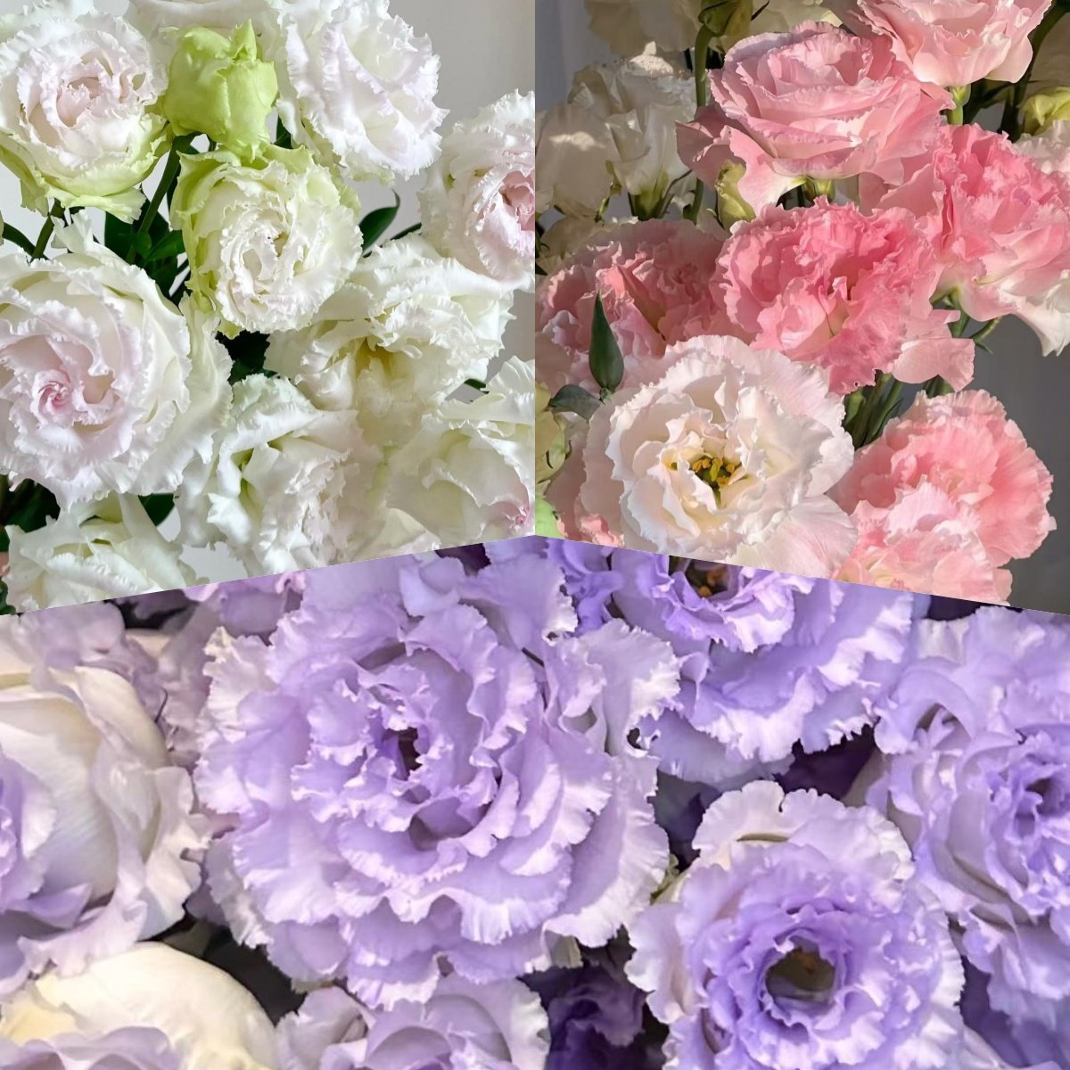 🔥 Последен ден разпродажба – Семена от Лизиантус (Eustoma) 🌸 Елегантни цветове като рози | Лесни за отглеждане и ниска поддръжка 🌺