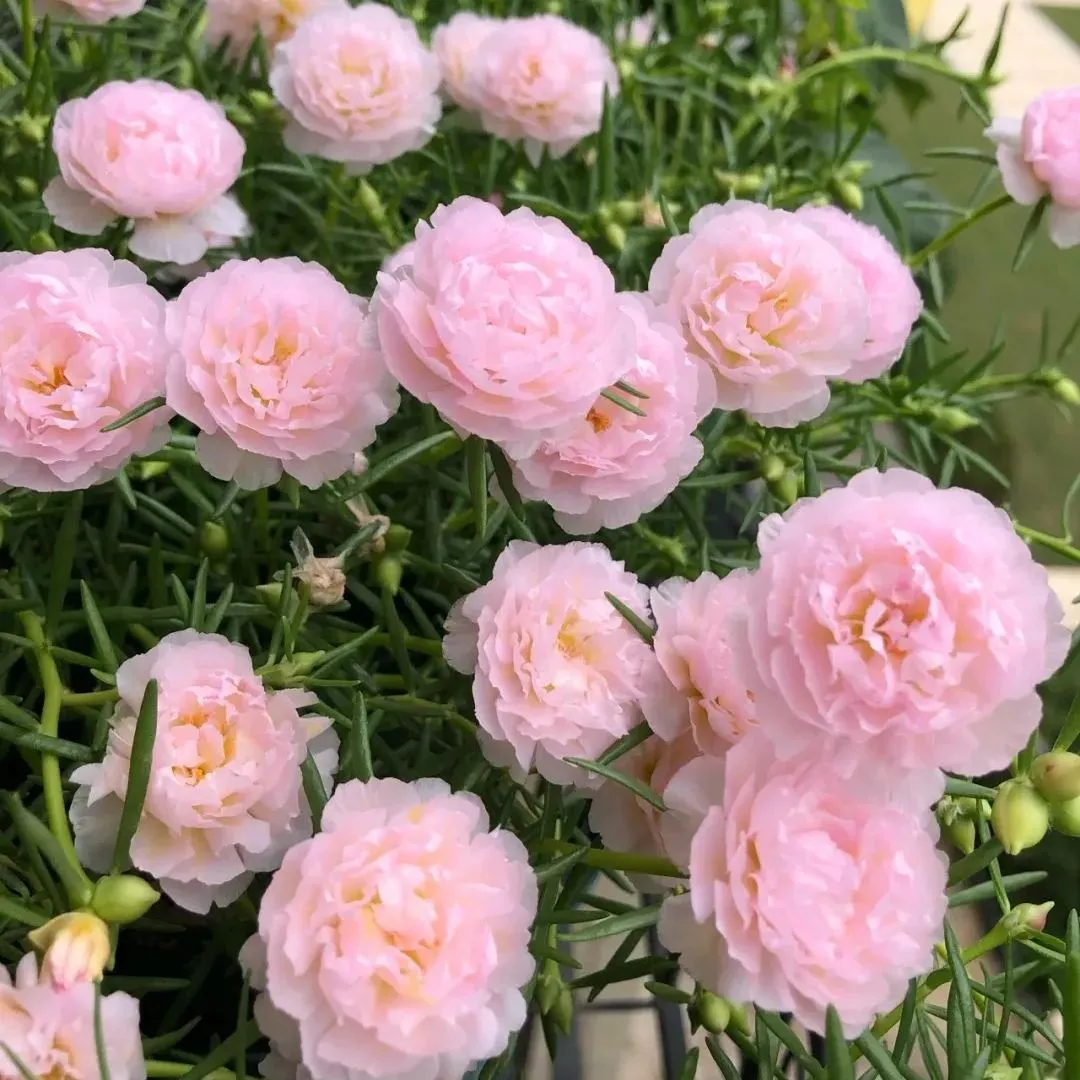 🌞🌸 Dvojitá portulaka – výnimočná krása, nenáročná starostlivosť 🌸🌞