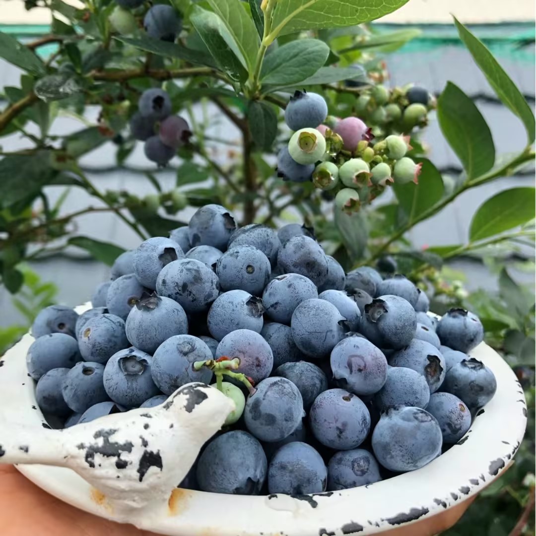 Giant Blueberry🫐Fruit Seeds (High Yield)