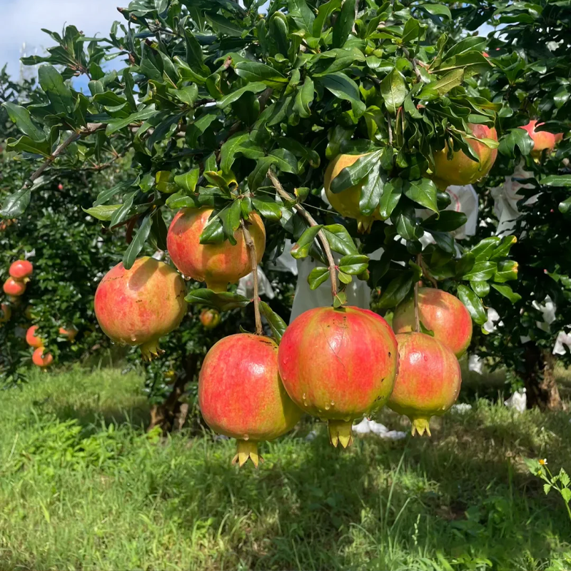 🍎 Pomegranate Seeds🌱 Grow Your Own Pomegranates — Juicy, Healthy & Easy!