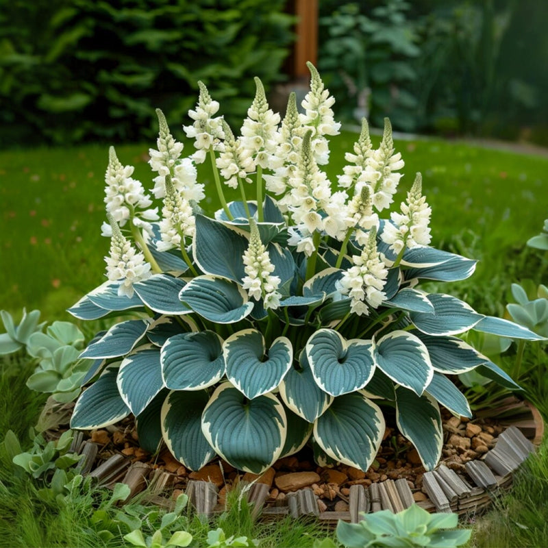 🌿Rare Premium Hosta Seeds – Easy to grow🌸Transform Your Garden!