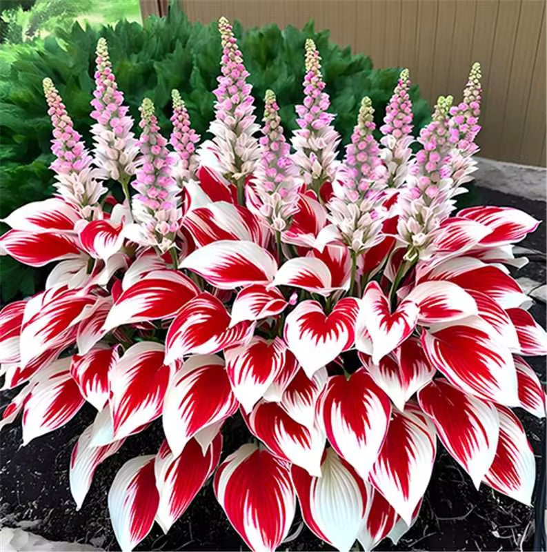 🌿Rare Premium Hosta Seeds – Easy to grow🌸Transform Your Garden!