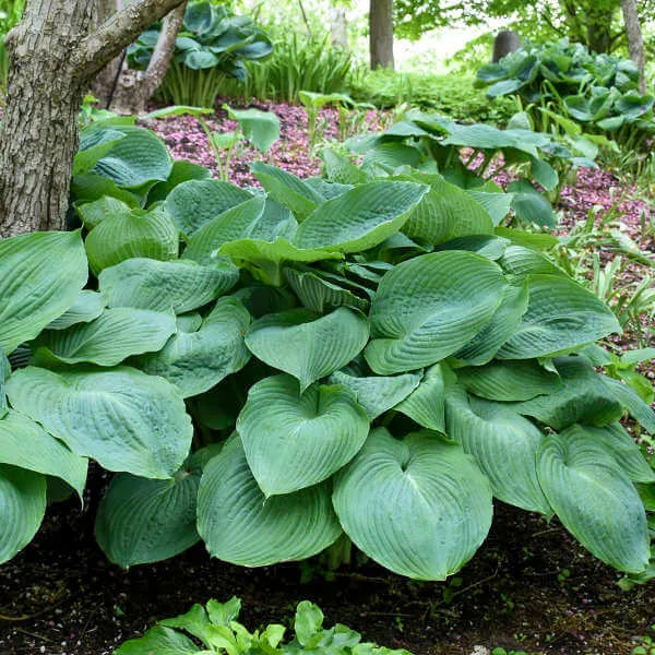 🌿Rare Premium Hosta Seeds – Easy to grow🌸Transform Your Garden!