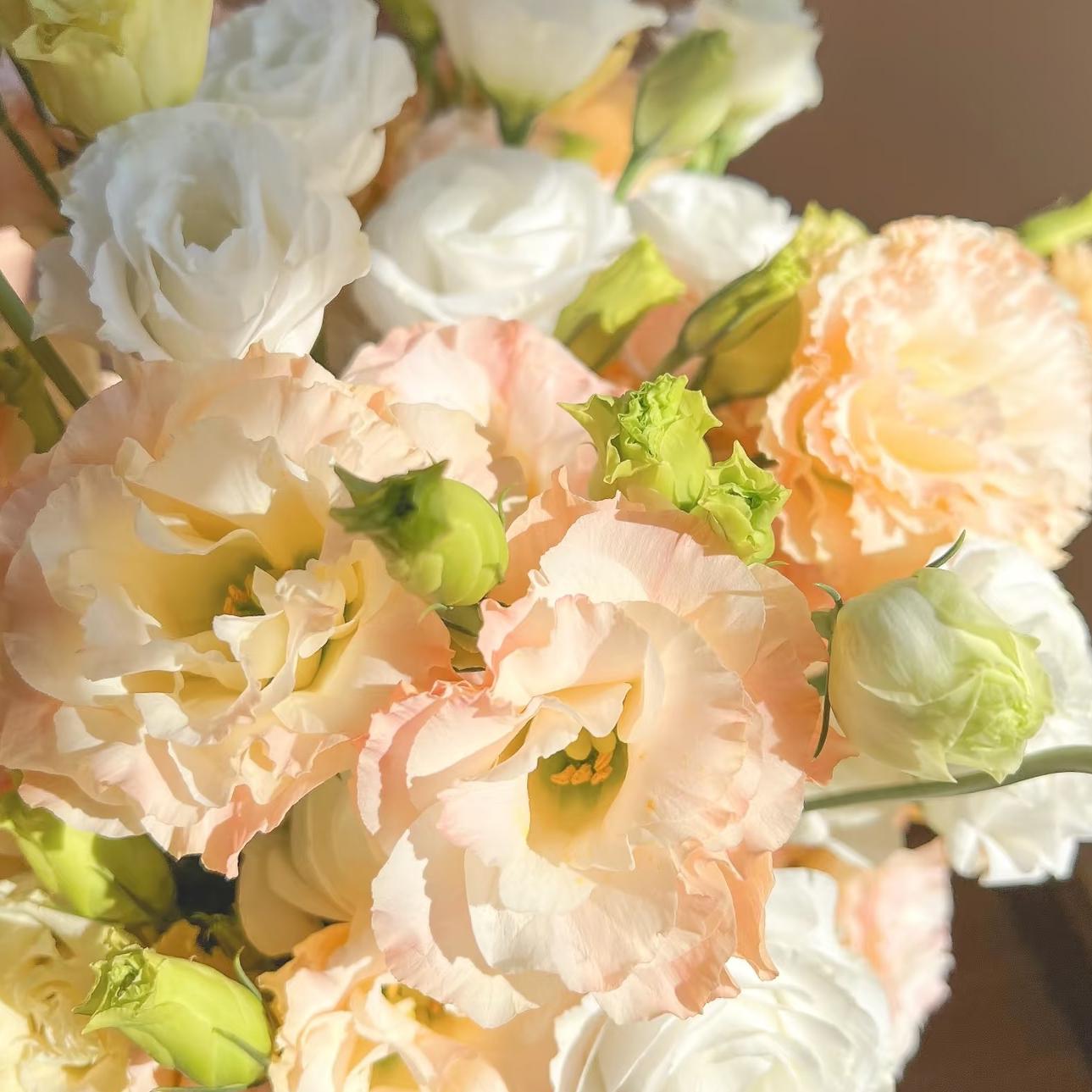 🔥 Последен ден разпродажба – Семена от Лизиантус (Eustoma) 🌸 Елегантни цветове като рози | Лесни за отглеждане и ниска поддръжка 🌺