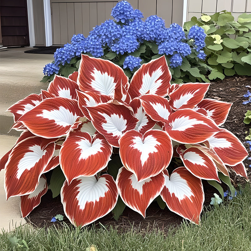 🌿Rare Premium Hosta Seeds – Easy to grow🌸Transform Your Garden!