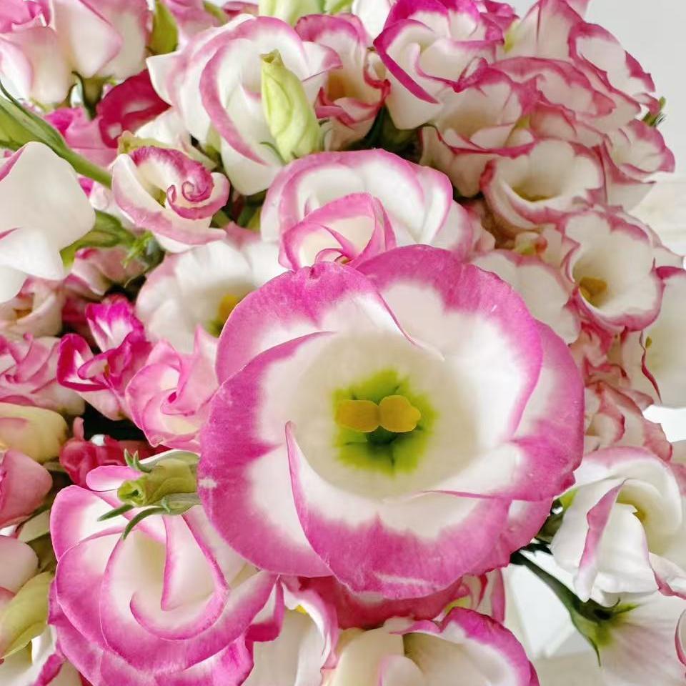 🔥 Последен ден разпродажба – Семена от Лизиантус (Eustoma) 🌸 Елегантни цветове като рози | Лесни за отглеждане и ниска поддръжка 🌺