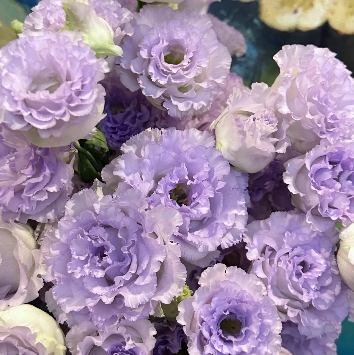 🔥 Последен ден разпродажба – Семена от Лизиантус (Eustoma) 🌸 Елегантни цветове като рози | Лесни за отглеждане и ниска поддръжка 🌺