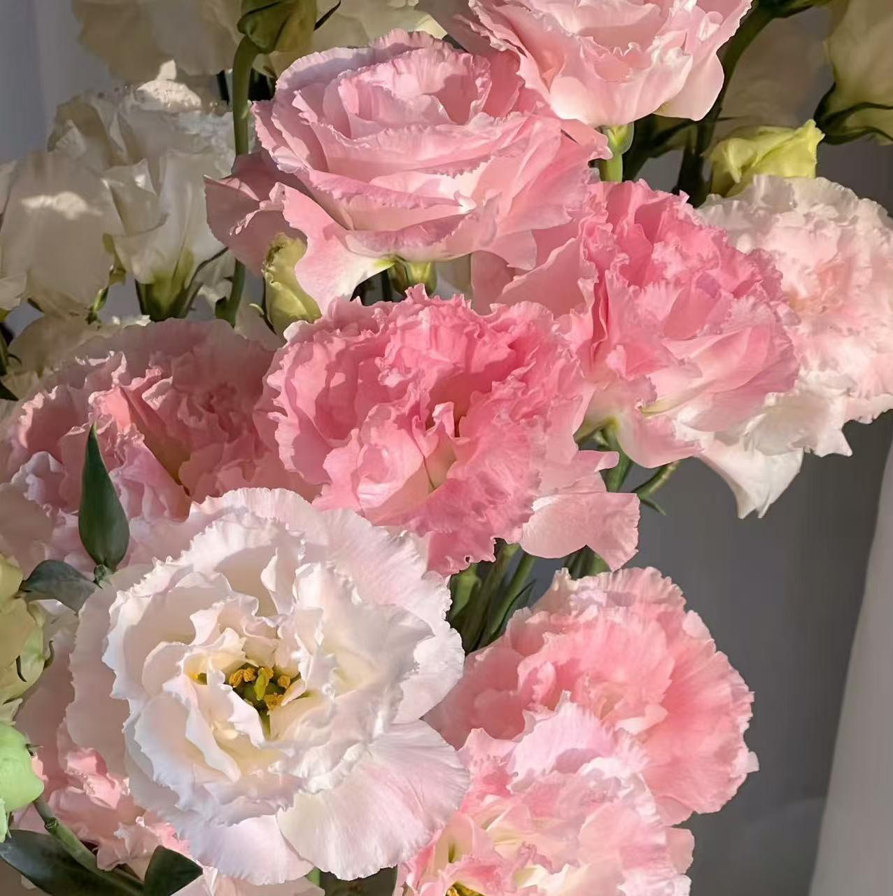 🔥 Последен ден разпродажба – Семена от Лизиантус (Eustoma) 🌸 Елегантни цветове като рози | Лесни за отглеждане и ниска поддръжка 🌺