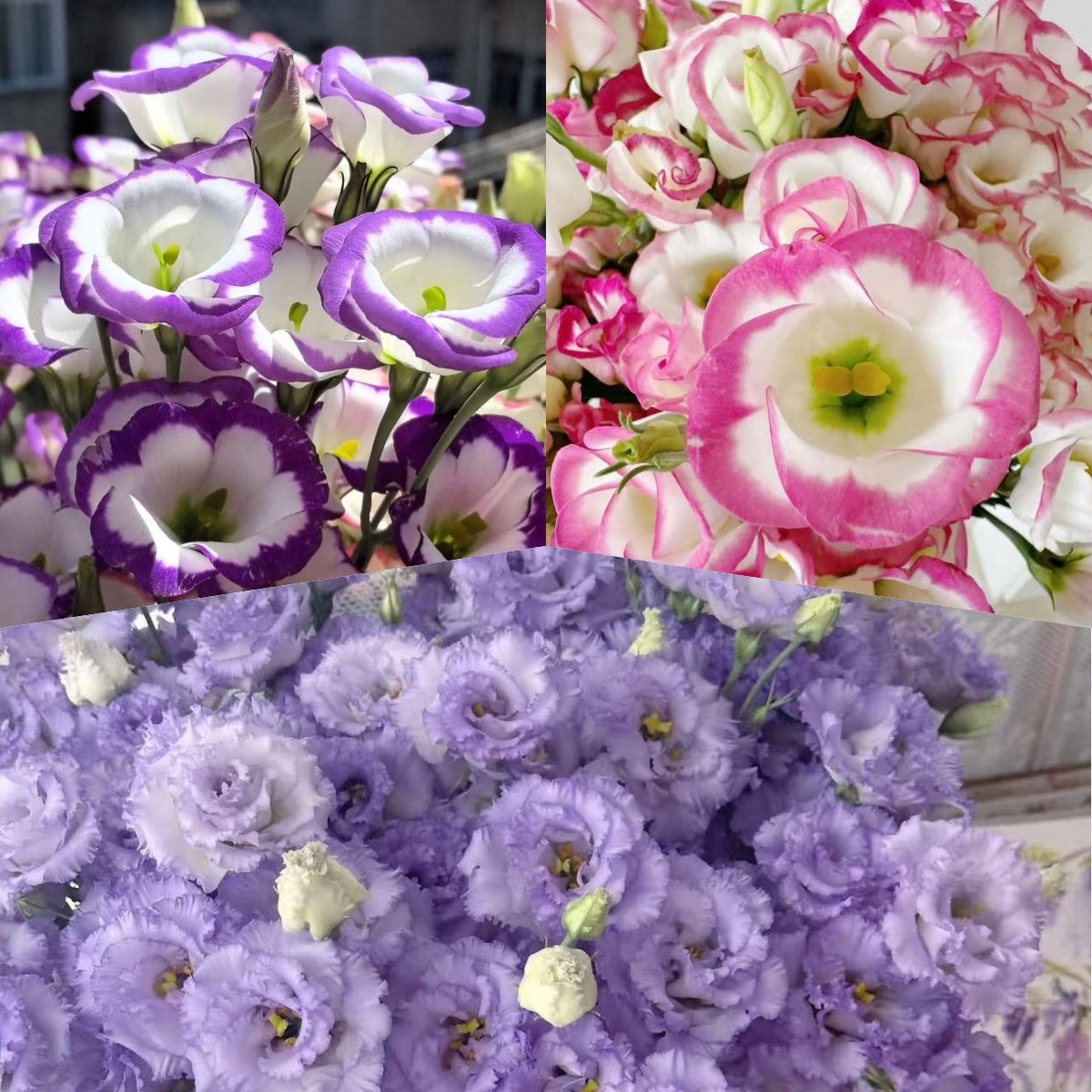 🔥 Последен ден разпродажба – Семена от Лизиантус (Eustoma) 🌸 Елегантни цветове като рози | Лесни за отглеждане и ниска поддръжка 🌺