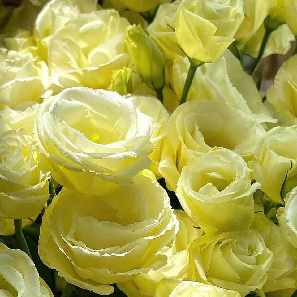🔥 Последен ден разпродажба – Семена от Лизиантус (Eustoma) 🌸 Елегантни цветове като рози | Лесни за отглеждане и ниска поддръжка 🌺