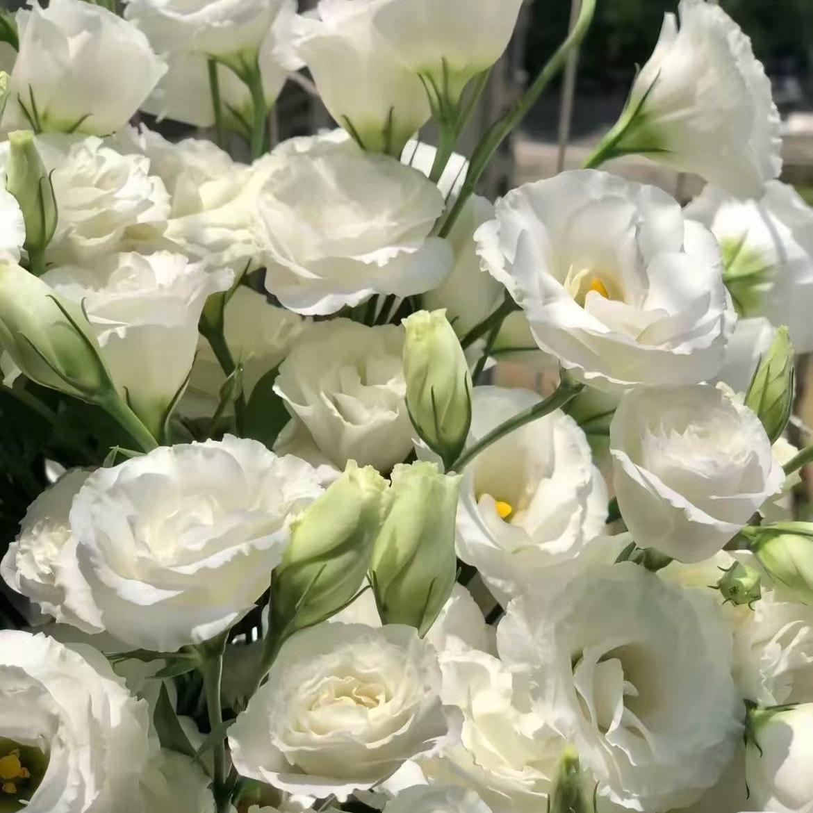 🔥 Последен ден разпродажба – Семена от Лизиантус (Eustoma) 🌸 Елегантни цветове като рози | Лесни за отглеждане и ниска поддръжка 🌺