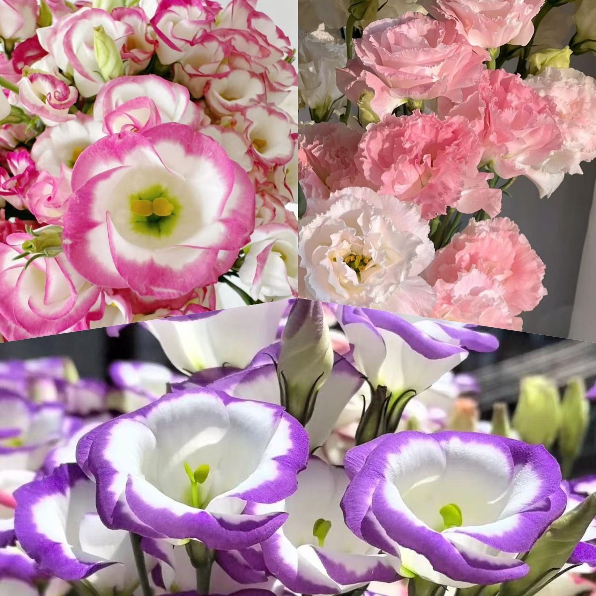 🔥 Последен ден разпродажба – Семена от Лизиантус (Eustoma) 🌸 Елегантни цветове като рози | Лесни за отглеждане и ниска поддръжка 🌺