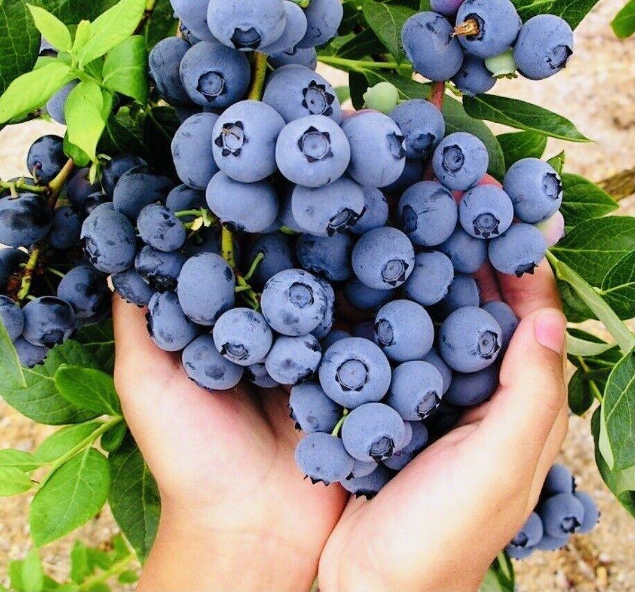 Giant Blueberry🫐Fruit Seeds (High Yield)