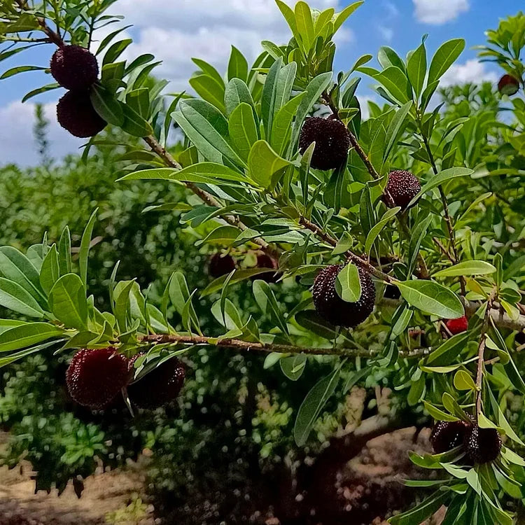 🍇 Obrovská čučoriedka – pingpongová veľkosť, sladká chuť jahôd a čerešní ⭐