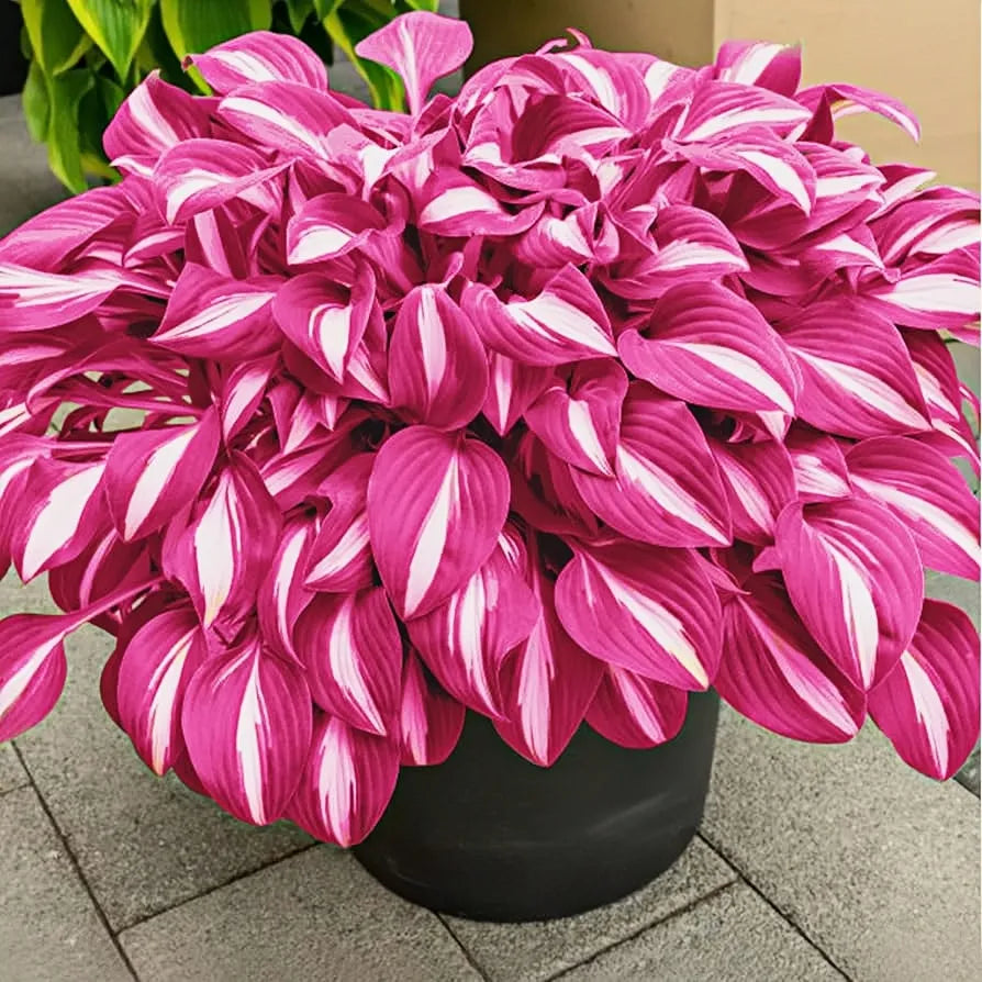 🌿Rare Premium Hosta Seeds – Easy to grow🌸Transform Your Garden!