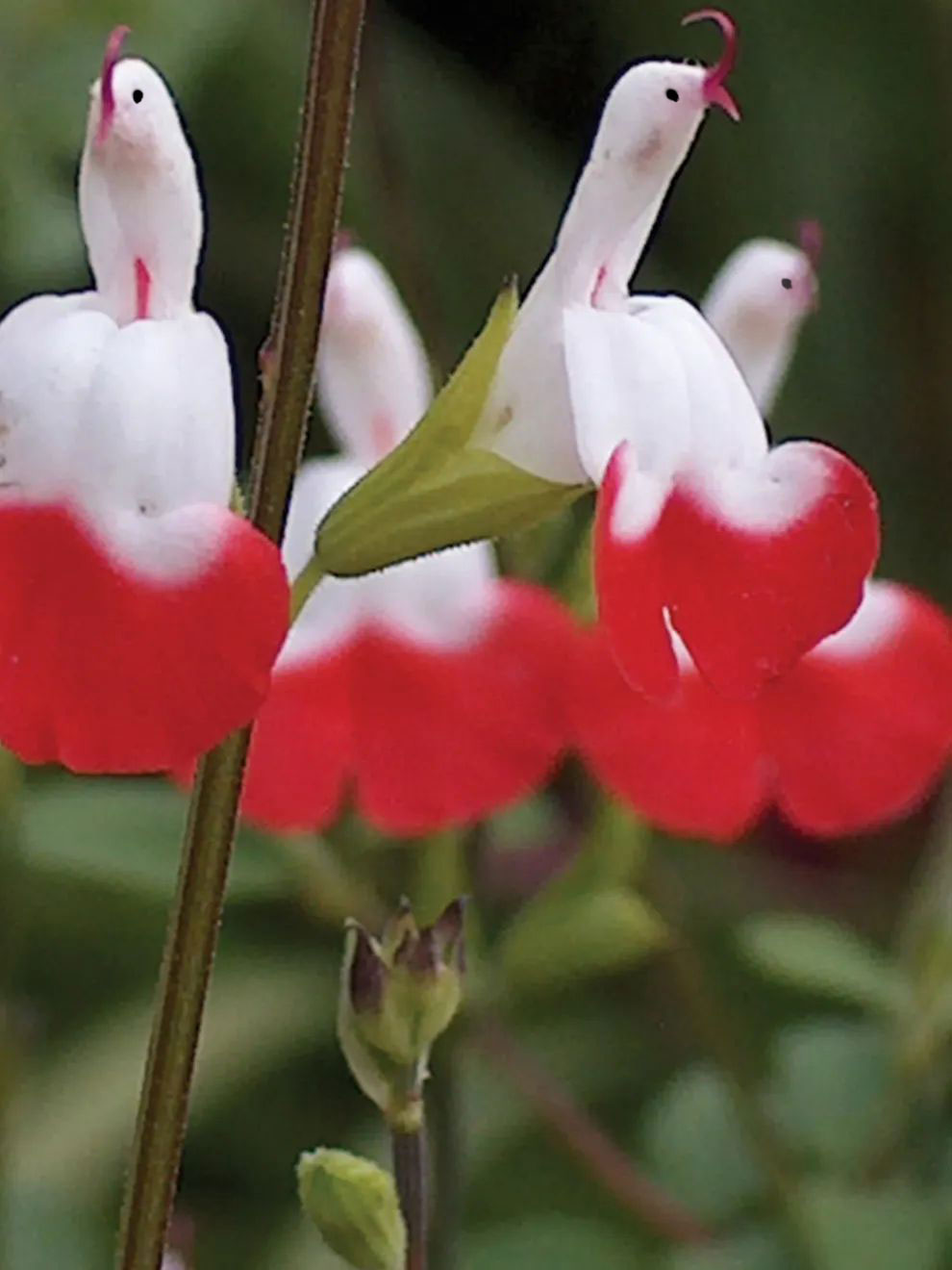 🦜🎁Salvia microphylla 'Hot Lips'