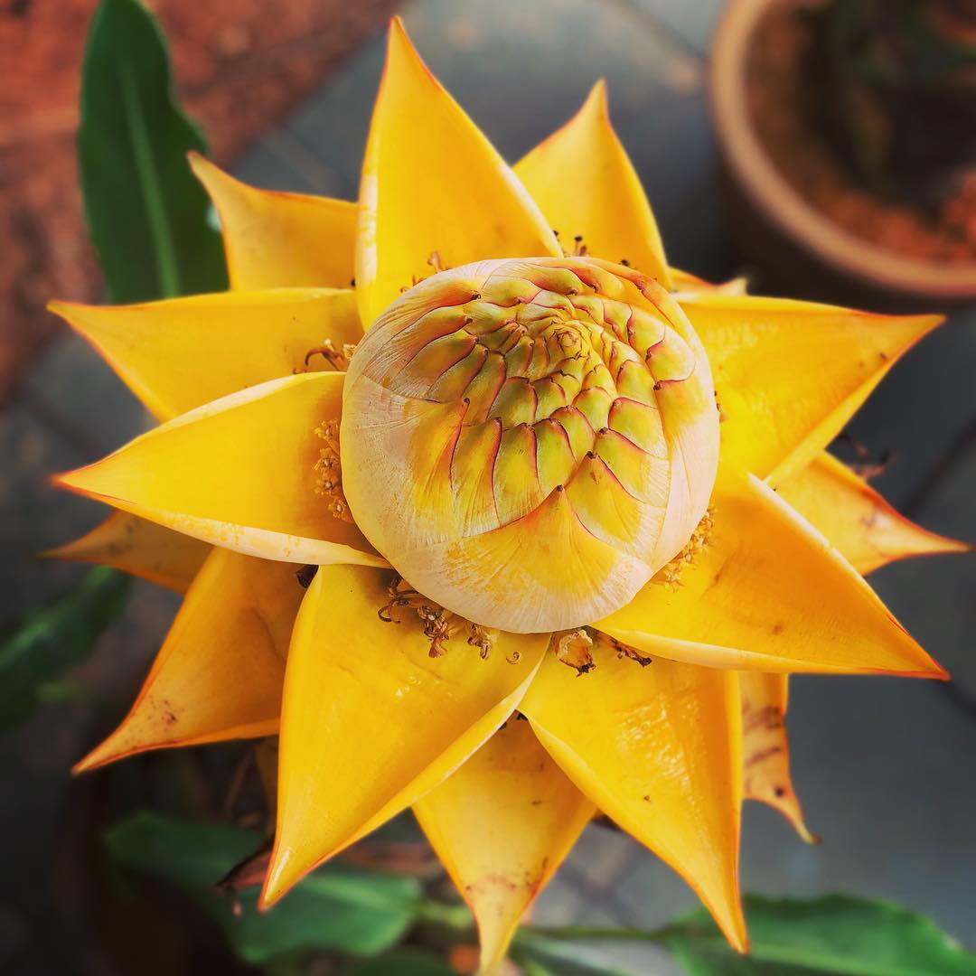 Golden Lotus Banana Seeds - Musella lasiocarpa