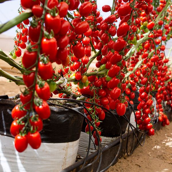 🌱 Лесни за отглеждане 🍅 Семена от чери домати Waterfall - висок добив